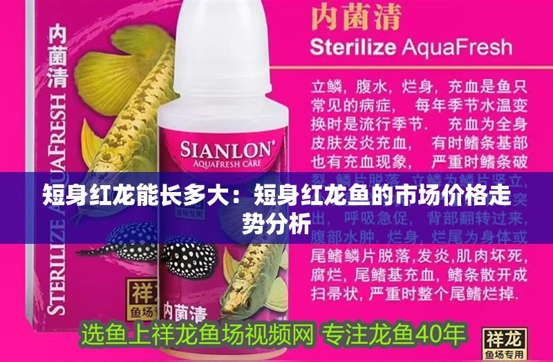 短身紅龍能長多大：短身紅龍魚的市場價格走勢分析