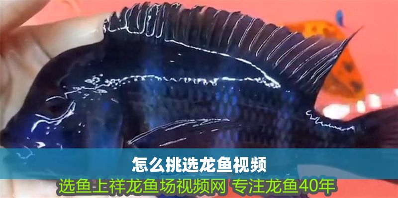 怎么挑選龍魚視頻
