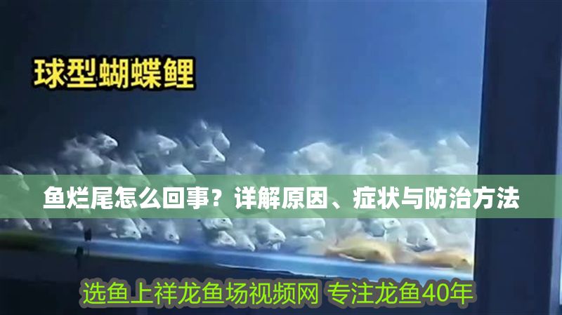 魚爛尾怎么回事？詳解原因、癥狀與防治方法