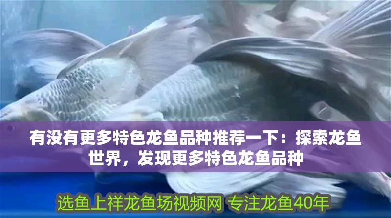 有沒有更多特色龍魚品種推薦一下：探索龍魚世界，發現更多特色龍魚品種