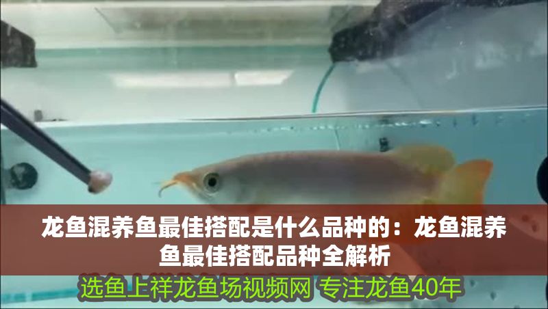 龍魚混養(yǎng)魚最佳搭配是什么品種的：龍魚混養(yǎng)魚最佳搭配品種全解析