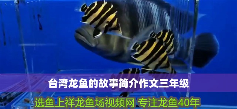 臺灣龍魚的故事簡介作文三年級