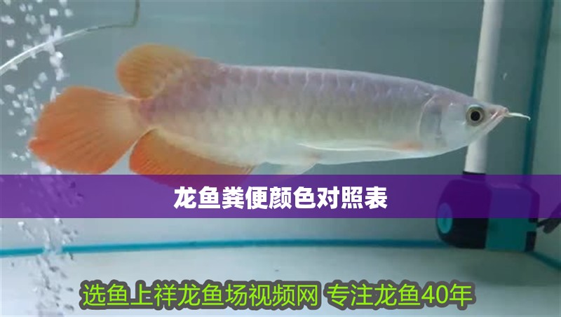 龍魚糞便顏色對照表 龍魚糞便顏色對照表 龍魚百科