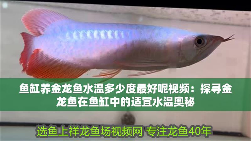 魚缸養金龍魚水溫多少度最好呢視頻：探尋金龍魚在魚缸中的適宜水溫奧秘