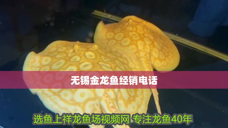 無錫金龍魚經銷電話