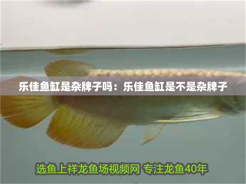 樂佳魚缸是雜牌子嗎：樂佳魚缸是不是雜牌子