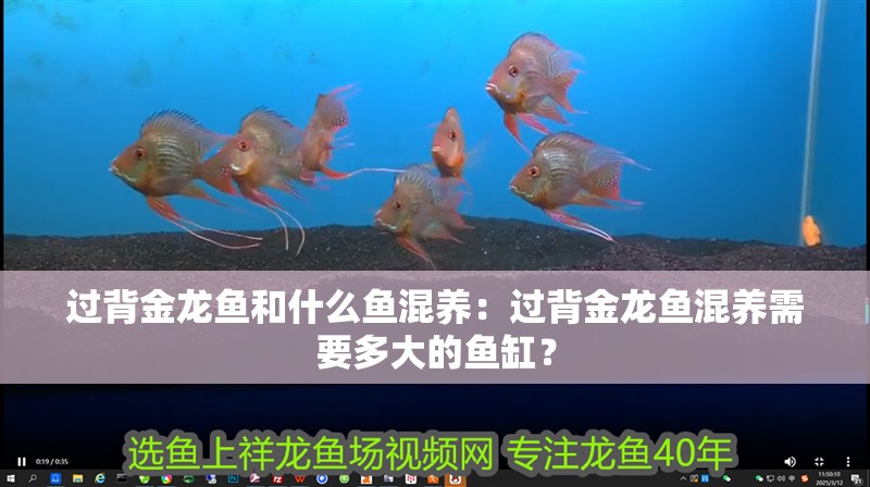 過背金龍魚和什么魚混養：過背金龍魚混養需要多大的魚缸？