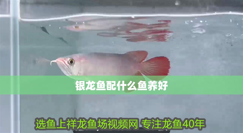 銀龍魚配什么魚養好