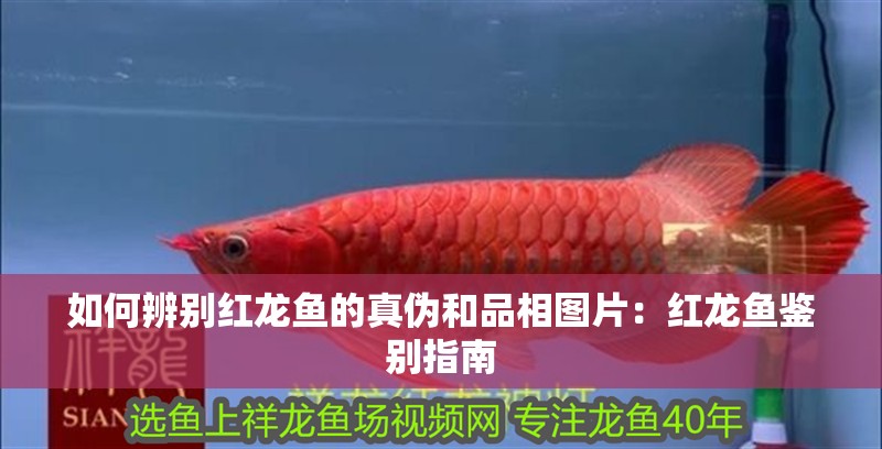如何辨別紅龍魚的真偽和品相圖片：紅龍魚鑒別指南