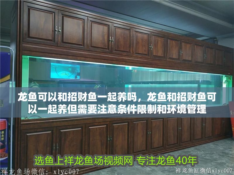 龍魚可以和招財魚一起養嗎，龍魚和招財魚可以一起養但需要注意條件限制和環境管理