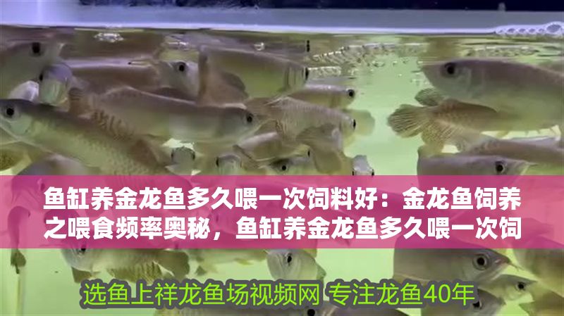 魚缸養(yǎng)金龍魚多久喂一次飼料好：金龍魚飼養(yǎng)之喂食頻率奧秘，魚缸養(yǎng)金龍魚多久喂一次飼料？