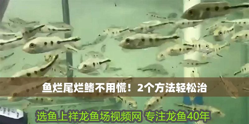 魚爛尾爛鰭不用慌！2個方法輕松治