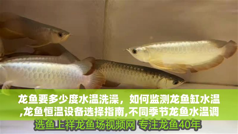 龍魚要多少度水溫洗澡，如何監(jiān)測(cè)龍魚缸水溫,龍魚恒溫設(shè)備選擇指南,不同季節(jié)龍魚水溫調(diào)控