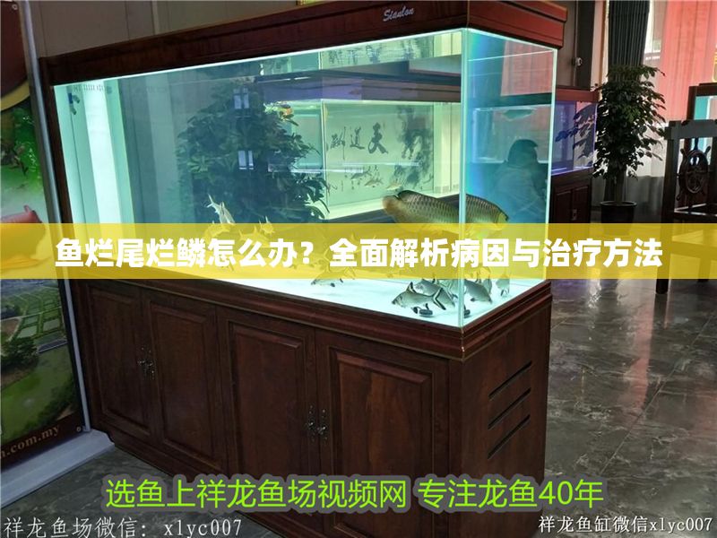 魚爛尾爛鱗怎么辦?全面解析病因與治療方法 龍魚百科 第1張 魚爛尾爛鱗怎么辦?全面解析病因與治療方法 魚爛尾爛鱗怎么辦?全面解析病因與治療方法 龍魚百科 第1張