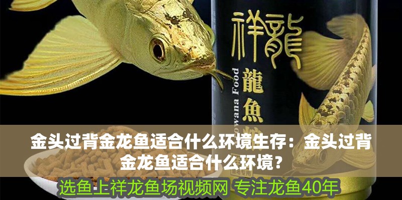 金頭過背金龍魚適合什么環(huán)境生存：金頭過背金龍魚適合什么環(huán)境？