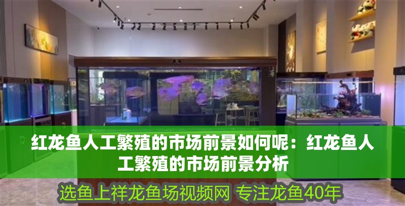 紅龍魚人工繁殖的市場前景如何呢：紅龍魚人工繁殖的市場前景分析