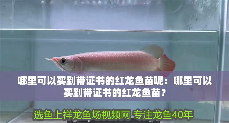 網上買的龍魚用了麻藥翻肚還有救嗎（龍魚使用麻藥后翻肚怎么辦）