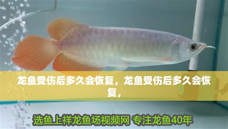 龍魚受傷后多久會恢復，龍魚受傷后多久會恢復，