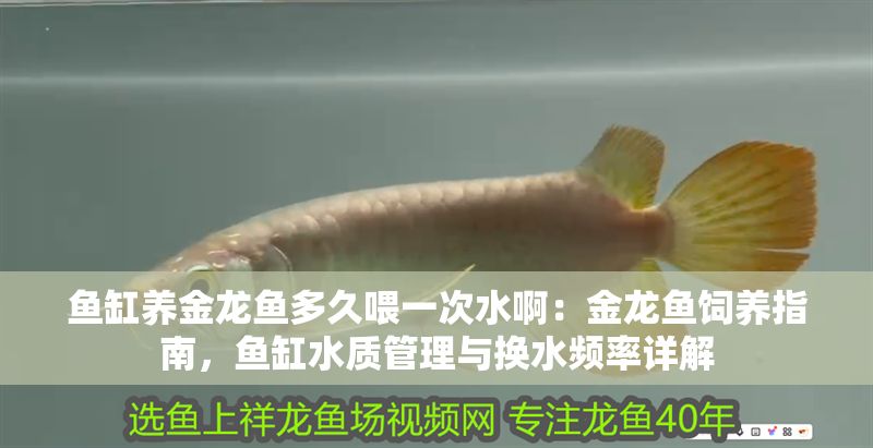 魚缸養金龍魚多久喂一次水啊：金龍魚飼養指南，魚缸水質管理與換水頻率詳解