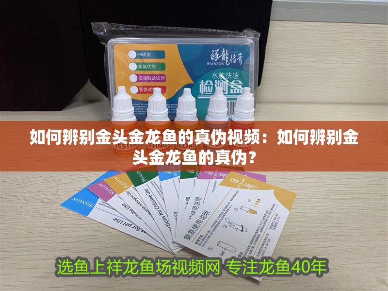 如何辨別金頭金龍魚的真偽視頻：如何辨別金頭金龍魚的真偽？