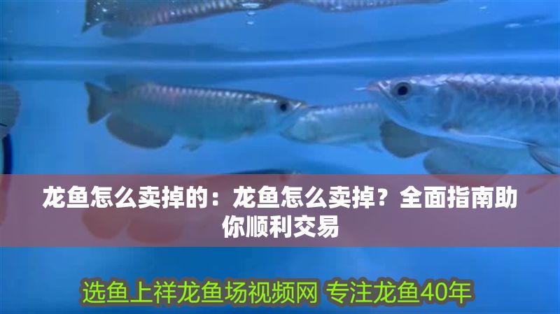 龍魚(yú)怎么賣掉的：龍魚(yú)怎么賣掉？全面指南助你順利交易