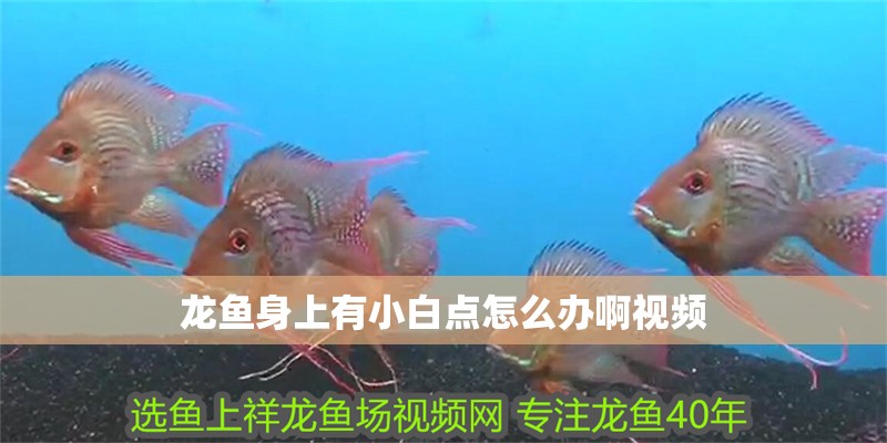 龍魚身上有小白點怎么辦啊視頻