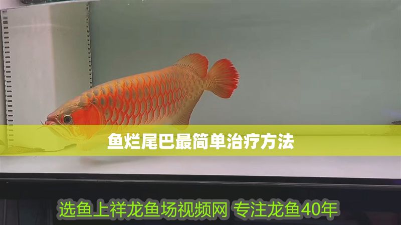 魚爛尾巴最簡單治療方法