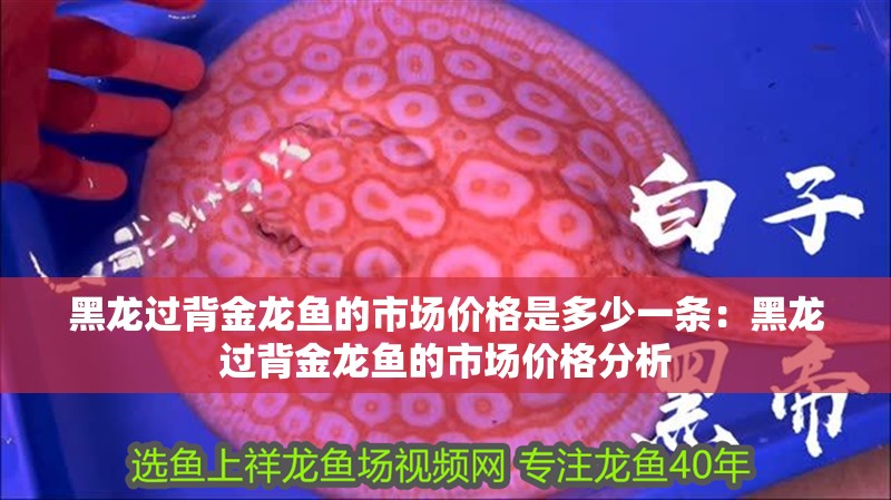 黑龍過背金龍魚的市場價(jià)格是多少一條：黑龍過背金龍魚的市場價(jià)格分析