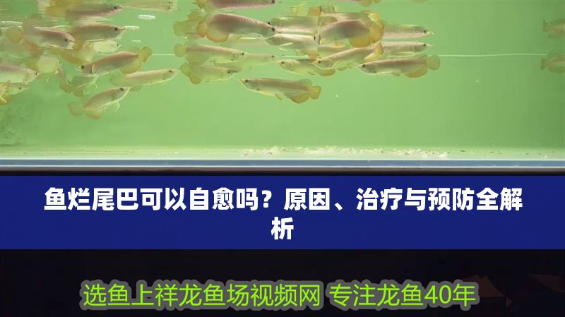 魚爛尾巴可以自愈嗎?原因、治療與預防全解析 龍魚百科 第1張 魚爛尾巴可以自愈嗎?原因、治療與預防全解析 魚爛尾巴可以自愈嗎?原因、治療與預防全解析 龍魚百科 第1張