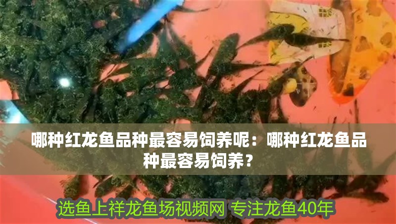 哪種紅龍魚品種最容易飼養(yǎng)呢：哪種紅龍魚品種最容易飼養(yǎng)？