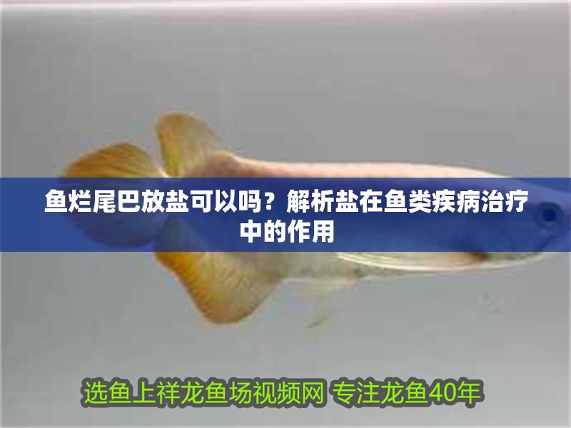 魚爛尾巴放鹽可以嗎？解析鹽在魚類疾病治療中的作用