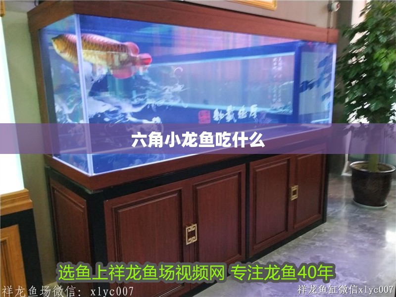 六角小龍魚吃什么
