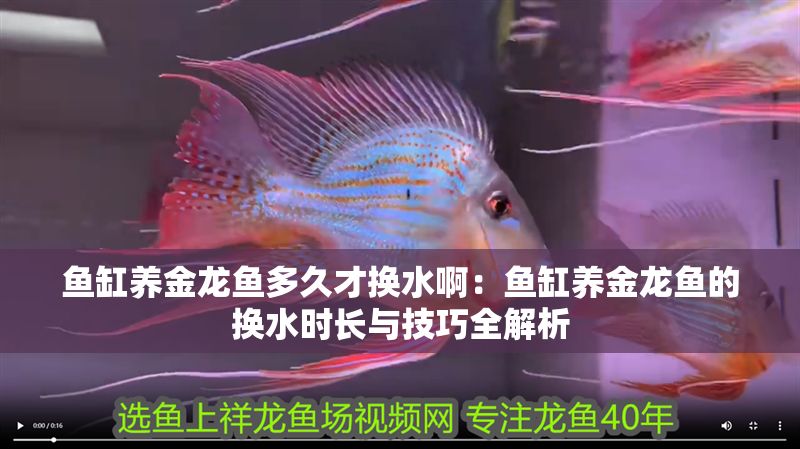 魚缸養金龍魚多久才換水啊：魚缸養金龍魚的換水時長與技巧全解析