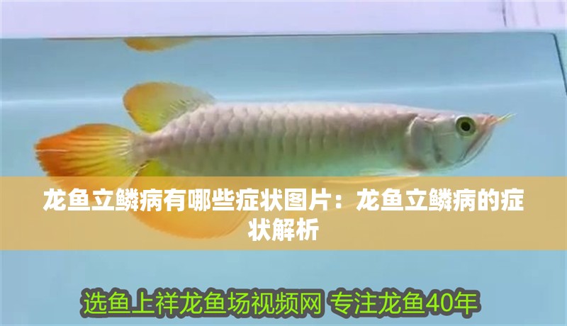 魚爛身病有哪些典型癥狀？