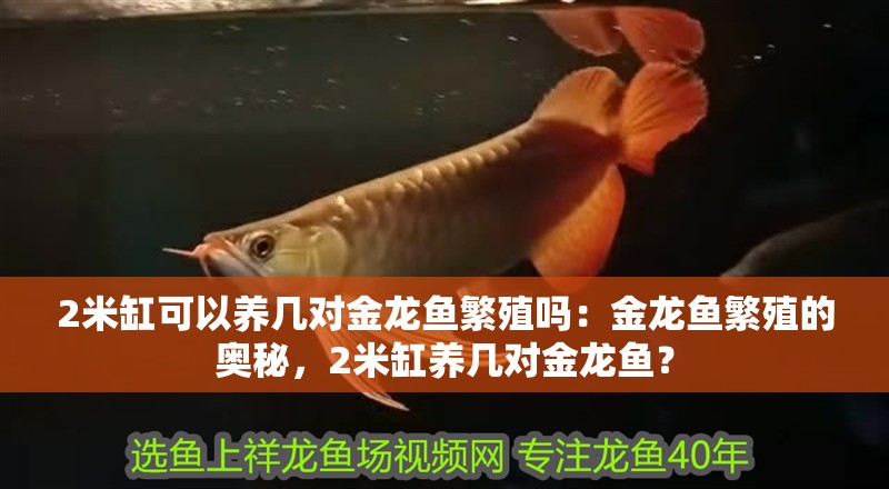2米缸可以養(yǎng)幾對(duì)金龍魚繁殖嗎：金龍魚繁殖的奧秘，2米缸養(yǎng)幾對(duì)金龍魚？