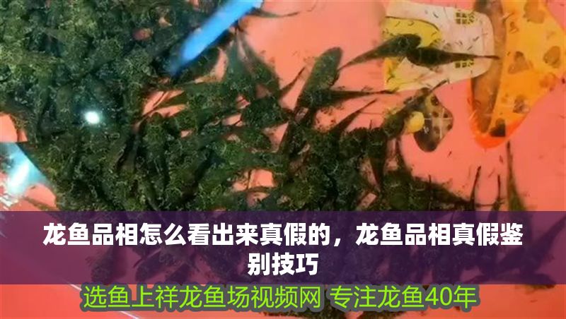 龍魚品相怎么看出來真假的，龍魚品相真假鑒別技巧