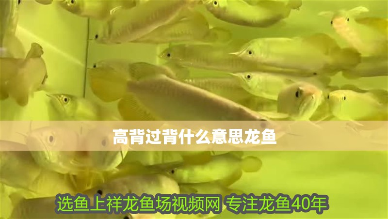高背過背什么意思龍魚