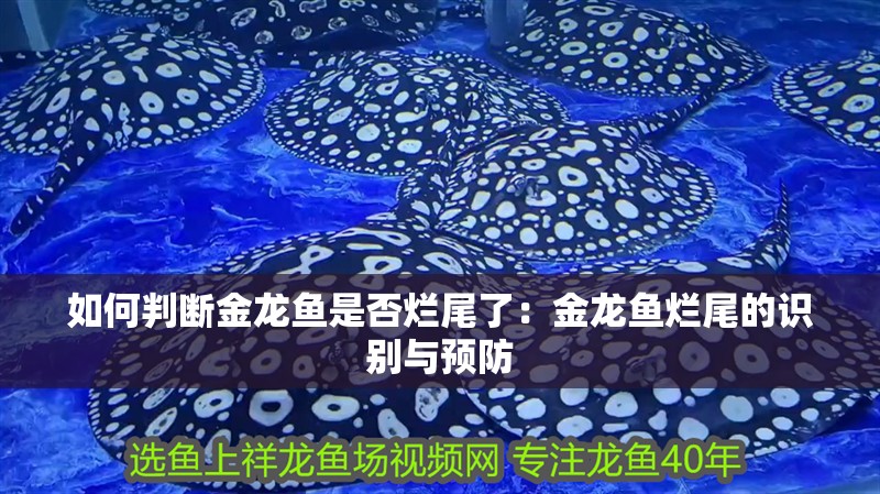 如何判斷金龍魚(yú)是否爛尾了：金龍魚(yú)爛尾的識(shí)別與預(yù)防