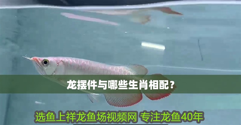 龍擺件與哪些生肖相配？