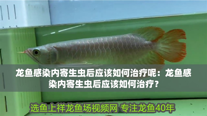 龍魚感染內寄生蟲后應該如何治療呢：龍魚感染內寄生蟲后應該如何治療？