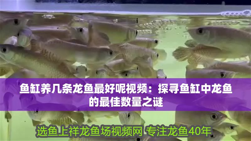魚缸養幾條龍魚最好呢視頻：探尋魚缸中龍魚的最佳數量之謎
