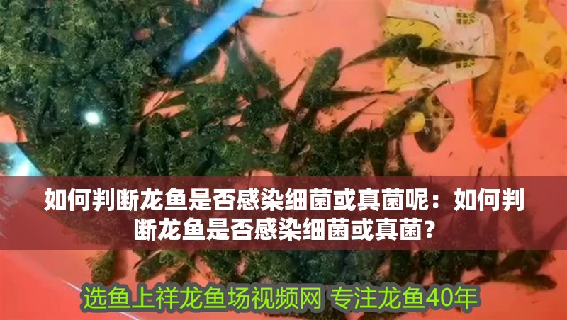 如何判斷龍魚是否感染細菌或真菌呢：如何判斷龍魚是否感染細菌或真菌？