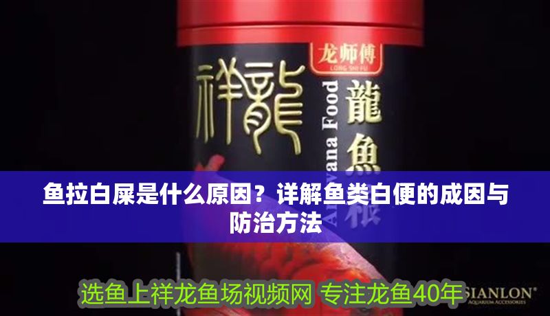 魚拉白屎是什么原因？詳解魚類白便的成因與防治方法