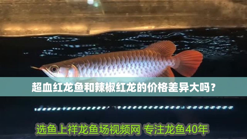 超血紅龍魚和辣椒紅龍的價格差異大嗎？