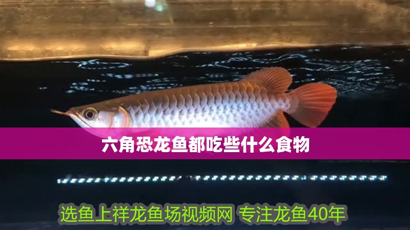 六角恐龍魚都吃些什么食物