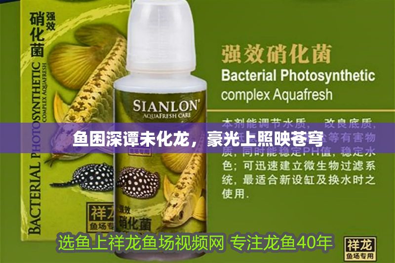 魚困深譚未化龍，豪光上照映蒼穹