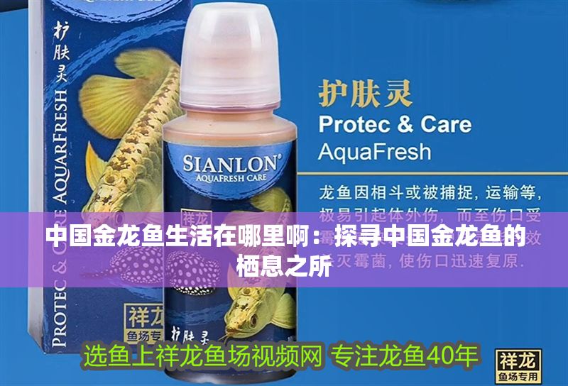 中國金龍魚生活在哪里啊：探尋中國金龍魚的棲息之所