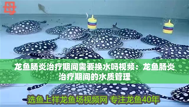 龍魚腸炎治療期間需要換水嗎視頻：龍魚腸炎治療期間的水質管理