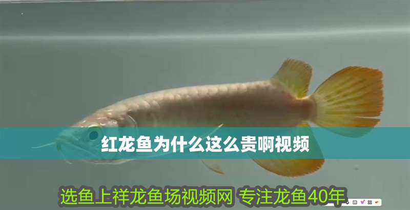 紅龍魚為什么這么貴啊視頻