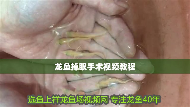 龍魚掉眼手術(shù)視頻教程